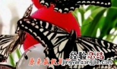 酒醉的蝴蝶简谱 和弦 这首歌的演唱者是他