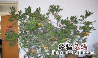 盆栽桔过年时开花正常吗 过年橘子盆栽