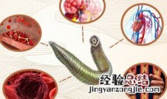 水蛭的功效与作用禁忌人群 水蛭的功效作用及禁忌