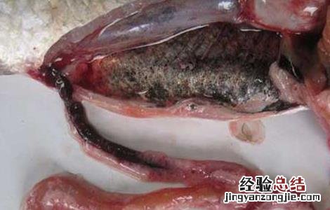 草鱼出血病怎么治疗 草鱼出血病怎么治疗好