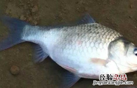 白鲫鱼养殖技术与管理 白鲫鱼养殖技术