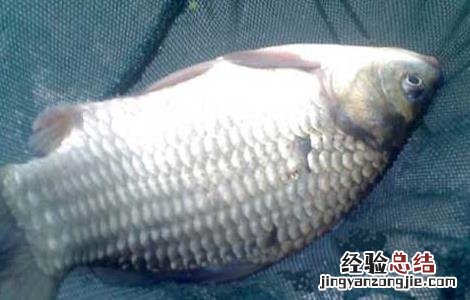 白鲫鱼养殖技术与管理 白鲫鱼养殖技术