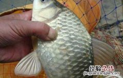白鲫鱼养殖技术与管理 白鲫鱼养殖技术