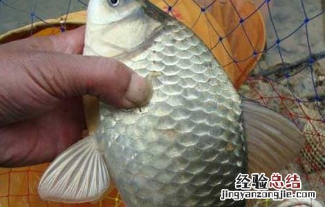 白鲫鱼养殖技术与管理 白鲫鱼养殖技术