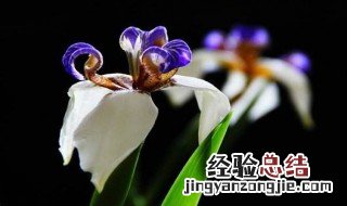 巴西鸢尾开花寓意什么 巴西鸢尾开花寓意