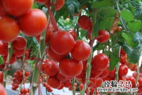 适合11月份种植的植物 11月份适合种植什么农作物
