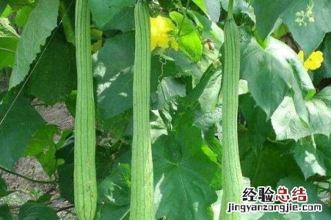 适合11月份种植的植物 11月份适合种植什么农作物