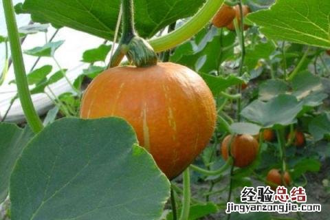 适合11月份种植的植物 11月份适合种植什么农作物
