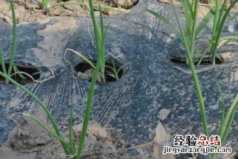 适合11月份种植的植物 11月份适合种植什么农作物
