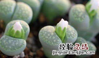生石花换盆后多久浇水 生石花换盆后多久浇水合适