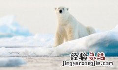 世界动物日标语 世界动物日标语有哪些