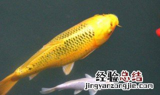 放生锦鲤有什么寓意 锦鲤有什么寓意