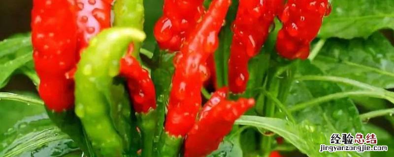 怎么分辨辣椒种子的新旧芭芭农场 怎么分辨辣椒种子的新旧