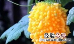 金铃子有哪些神奇功效 金铃子有什么功效
