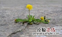 蒲公英的功效与作用及禁忌是什么 蒲公英的功效和作用及禁忌症