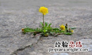 蒲公英的功效与作用及禁忌是什么 蒲公英的功效和作用及禁忌症