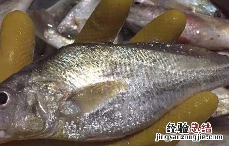 白姑鱼是海里的吗 白姑鱼是海里的吗能吃吗