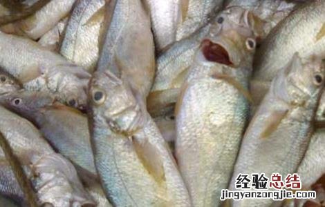 白姑鱼是海里的吗 白姑鱼是海里的吗能吃吗