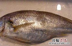 白姑鱼是海里的吗 白姑鱼是海里的吗能吃吗
