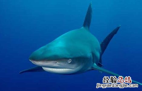 鲨鱼是哺乳动物吗 海豚是哺乳动物吗