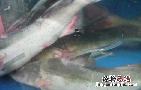 鮰鱼养殖技术讲解 鮰鱼养殖技术