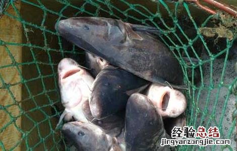 鮰鱼养殖技术讲解 鮰鱼养殖技术