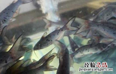 鮰鱼养殖技术讲解 鮰鱼养殖技术
