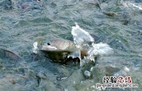 用猪粪养鱼猪粪怎么处理 猪粪养鱼技术