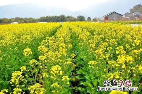 夏季种什么庄稼 冬天适合栽什么庄稼