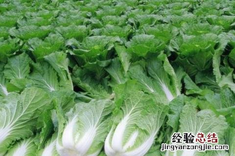 夏季种什么庄稼 冬天适合栽什么庄稼