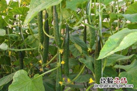 夏季种什么庄稼 冬天适合栽什么庄稼