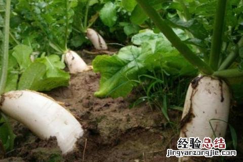 夏季种什么庄稼 冬天适合栽什么庄稼