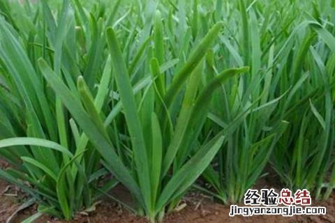 夏季种什么庄稼 冬天适合栽什么庄稼
