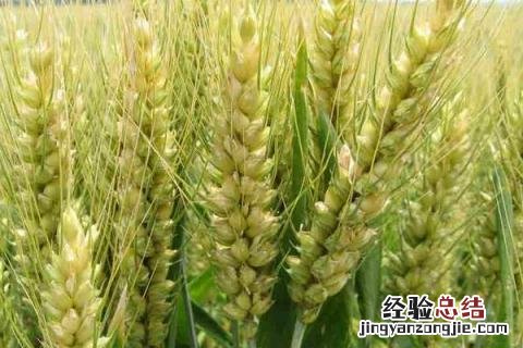 夏季种什么庄稼 冬天适合栽什么庄稼