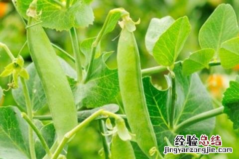 夏季种什么庄稼 冬天适合栽什么庄稼