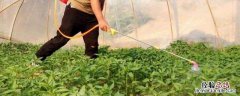 多效唑兑水比例，油菜打几次多效唑 多效唑施油菜苗后还生长吗