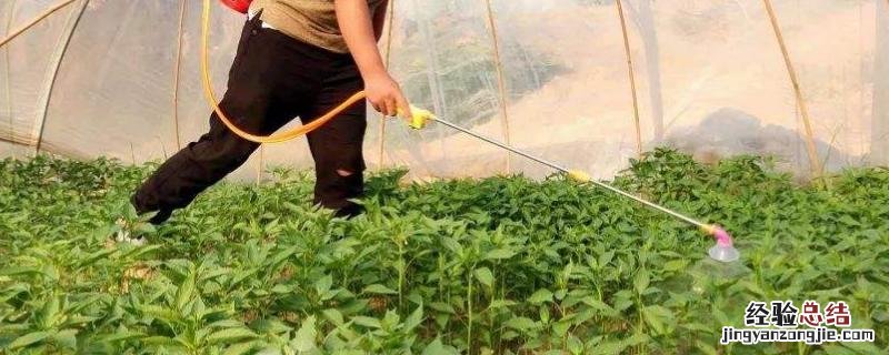多效唑兑水比例，油菜打几次多效唑 多效唑施油菜苗后还生长吗