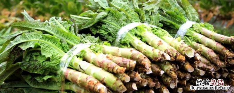 莴笋从定植到采收多少天 莴笋种植技术,多久能收获