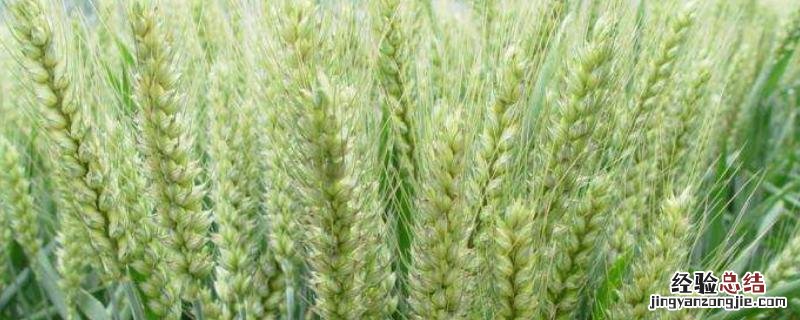 福高1号小麦种品种介绍，福高2号小麦种品种介绍