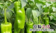 辣椒用什么肥料好 辣椒的种植技术