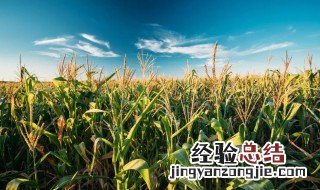 种植早玉米什么时候 播种方法有哪些