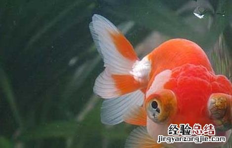 养鱼的水有什么要求 养鱼应该用什么水养?
