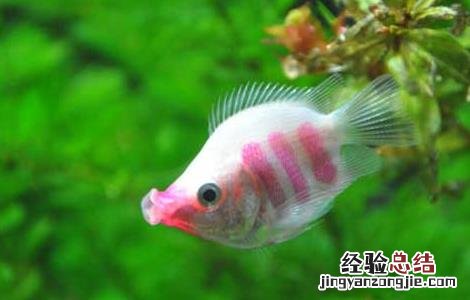 养鱼的水有什么要求 养鱼应该用什么水养?
