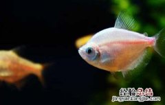 养鱼的水有什么要求 养鱼应该用什么水养?