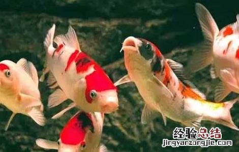 养鱼的水有什么要求 养鱼应该用什么水养?
