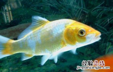 养鱼的水有什么要求 养鱼应该用什么水养?