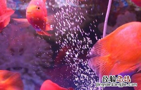 养鱼的水有什么要求 养鱼应该用什么水养?