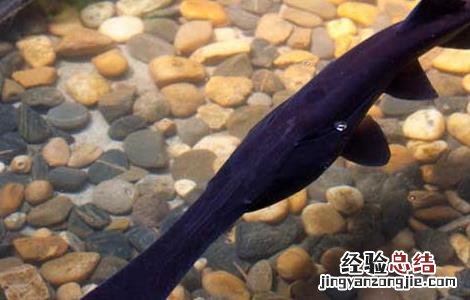 鸭嘴鱼是什么鱼 鸭嘴鱼是什么鱼图片