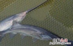 鸭嘴鱼是什么鱼 鸭嘴鱼是什么鱼图片