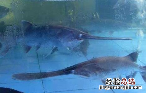 鸭嘴鱼是什么鱼 鸭嘴鱼是什么鱼图片